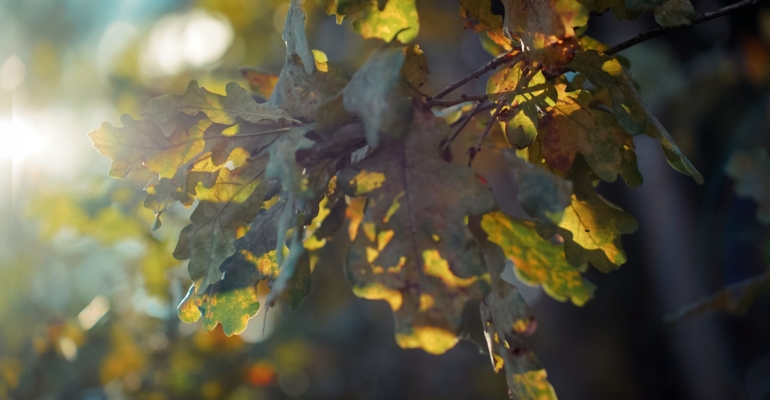 Народные приметы 15 ноября на Акундина и Пигасия