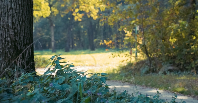 Праздники 17 ноября  гражданские, церковные, именинники и не только