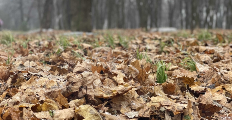 Садовый лайфхак: 3 вида утилизации осенних листьев заменят дорогие удобрения