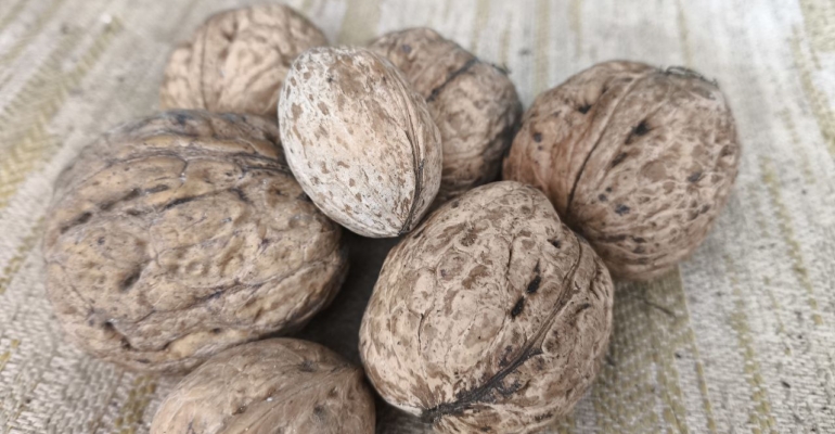 Польза дома и в саду от скорлупы грецких орехов — проверила на своем опыте