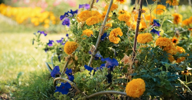 4 причины посеять бархатцы в ноябре, пока не стало слишком поздно