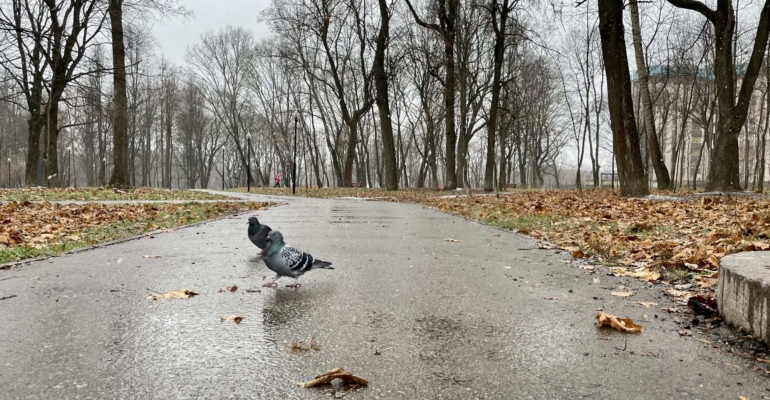 Народные приметы 18 ноября — День Ионы: голубиный вестник и ворота в стужу