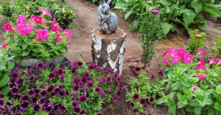 Главные преимущества осенней посадки однолетнего василька