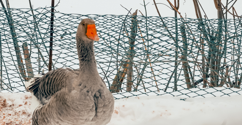 Гороскоп для Раков на декабрь 2025: акцент на семье и карьере