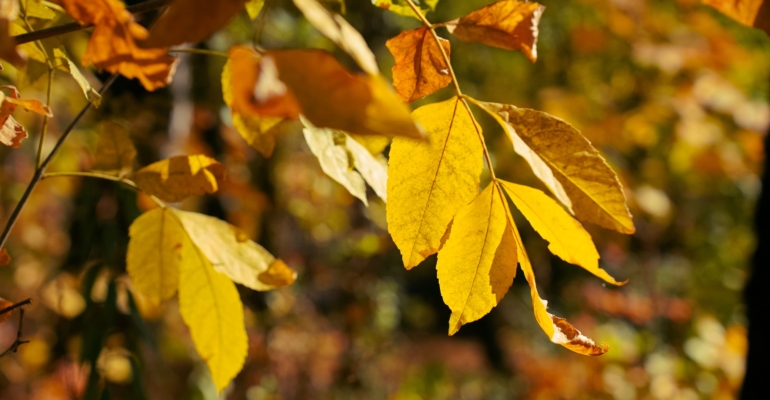 20 ноября — народный праздник Федотов день: традиции, правила и запреты