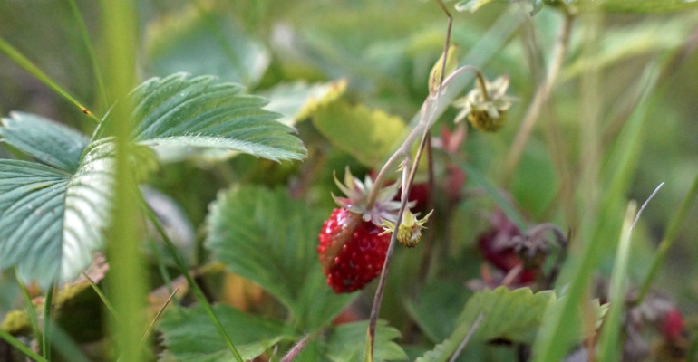 Ноябрьский ритуал с клубникой: 3 действия, без которых урожая не видать