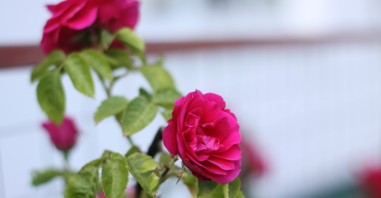 Мой секрет осенних роз: 7 способов, где черенок пускает корни со 100% гарантией