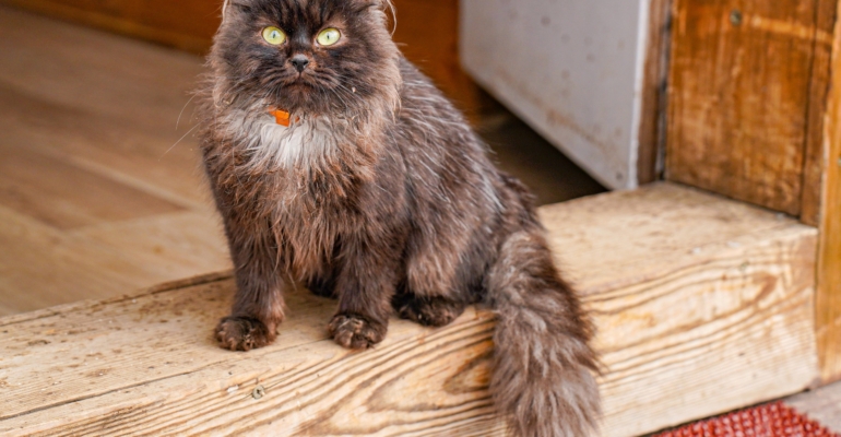 Эксперт-эколог предупредила о рисках смыва кошачьего наполнителя в унитаз