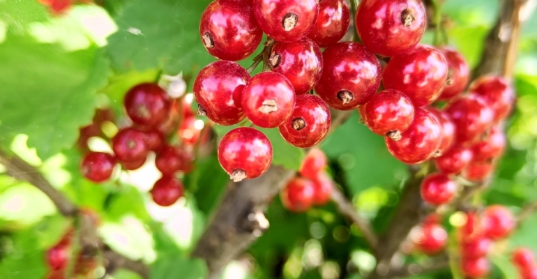 Витамины в ноябре под смородину вместо ведра навоза: выбор, который меняет всё