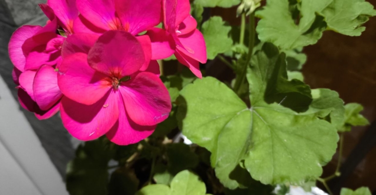 Рецепт пробуждения к Новому году превратит вашу герань в новогодний букет