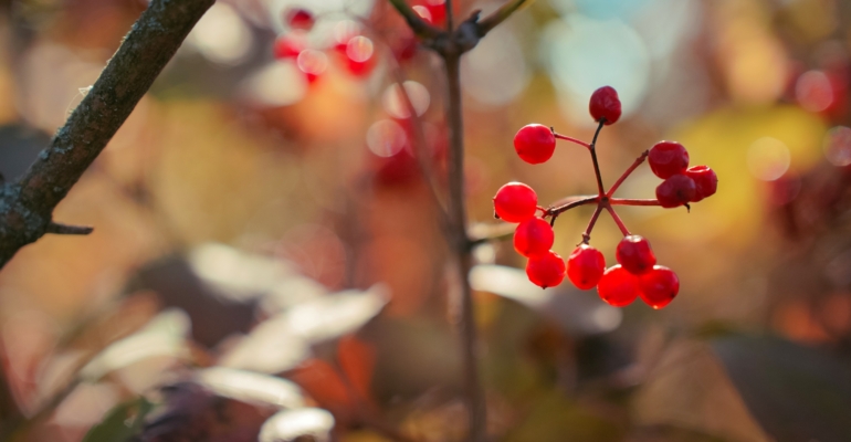 Лунный календарь: дела и запреты 23 ноября 2025 года на Убывающую Луну во Льве