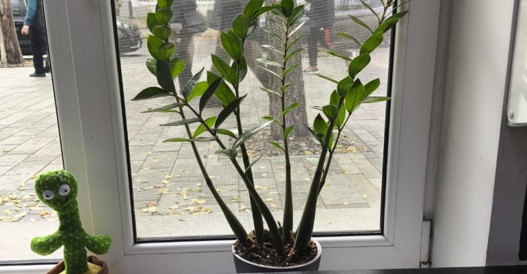 Секрет замиокулькаса: ему нужен для сочной зелени один продукт из холодильника