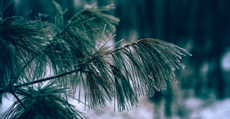 Климатолог Киселев: В России зимние осадки все чаще выпадают в виде дождя