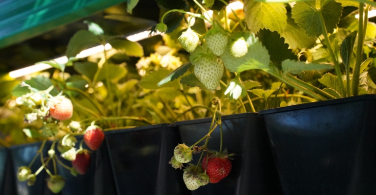 Превратите подоконник в мини-плантацию: как вырастить клубнику в горшке зимой без хлопот
