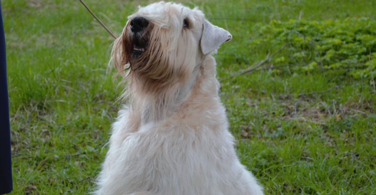 Не выбирайте собаку наобум: нумерологи раскрыли, какая порода подходит именно вам