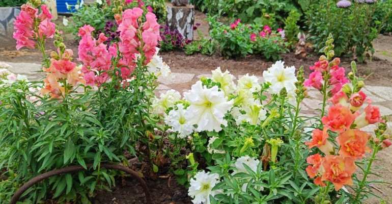 Идеальные соседи для гортензии: что посадить для гармоничной клумбы