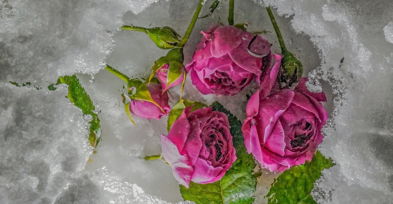 Четыре идеи применения засохших роз