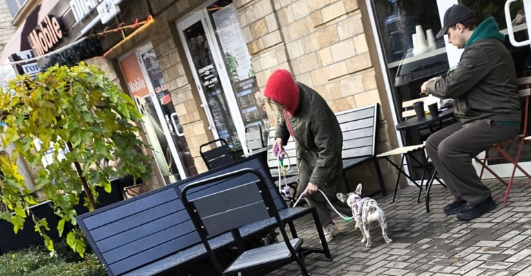 Идеальные ботинки для любимой собаки: как выбрать и носить на радость