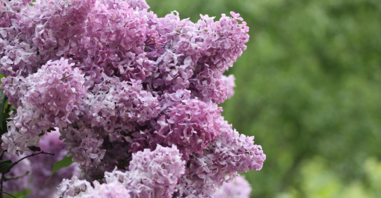 Осенняя обрезка лишает вас весеннего цветения сирени