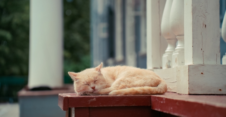 Ваше подсознание уже знает: сны, которые говорят о скорой удаче