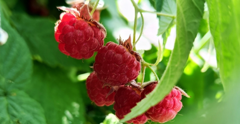 5 шагов осенней подготовки ягодных кустарников к зиме