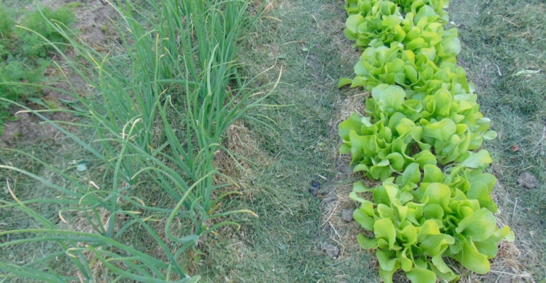 Садоводство как терапия: как 20 минут в огороде снижают тревожность