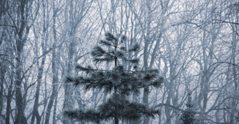 Растущая Луна в Овне 30 ноября 2025 — динамичный период последнего дня осени