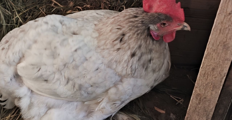 Куры едят, но не несут яйца: почему зимой рацион требует пересмотра