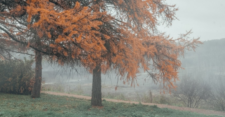 Аномально теплый ноябрь угрожает урожаю и нарушает спячку медведей в России