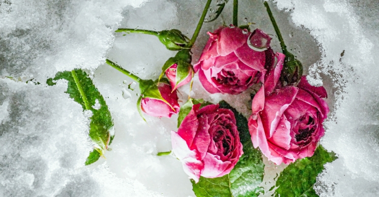 Спасаем комнатную розу после покупки: пошаговый план на первые 48 часов