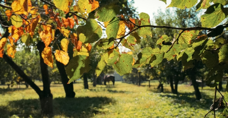 Этому рецепту сотни лет: замажьте трещину в стволе дерева и продлите его жизнь