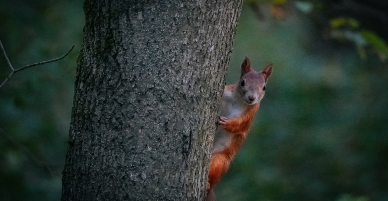 Праздники 4 декабря гражданские, церковные, именинники и не только