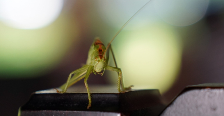 Применение раствора с эфирным маслом лимона для отпугивания тараканов в домашних условиях