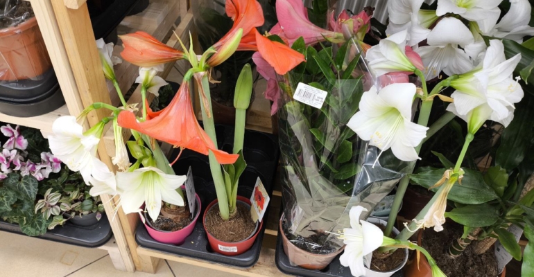 Амариллис зацветт к Новому году: как уговорить луковицу создать чудо