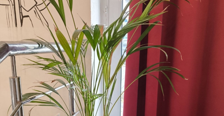 Хамедорея: неприхотливый чистильщик воздуха для городских джунглей