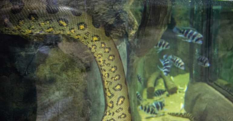 Код дикой природы: расшифровываем главный маникюрный тренд зимы 2026