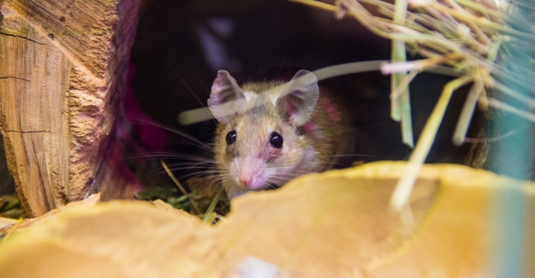 Астролог Краснова раскрыла, что ждет каждый знак восточного зодиака с 8 по 14 декабря