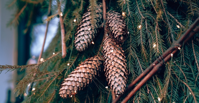 Живая или искусственная: подробный гид по выбору идеальной ёлки к Новому году