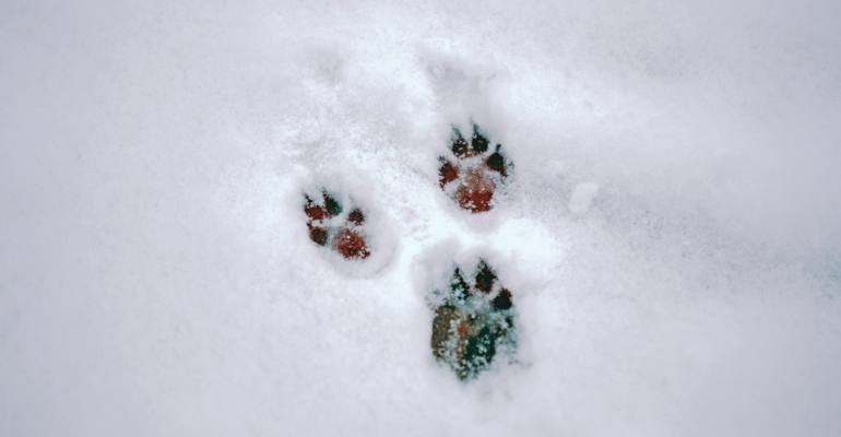 Праздники 9 декабря гражданские, церковные, именинники и не только