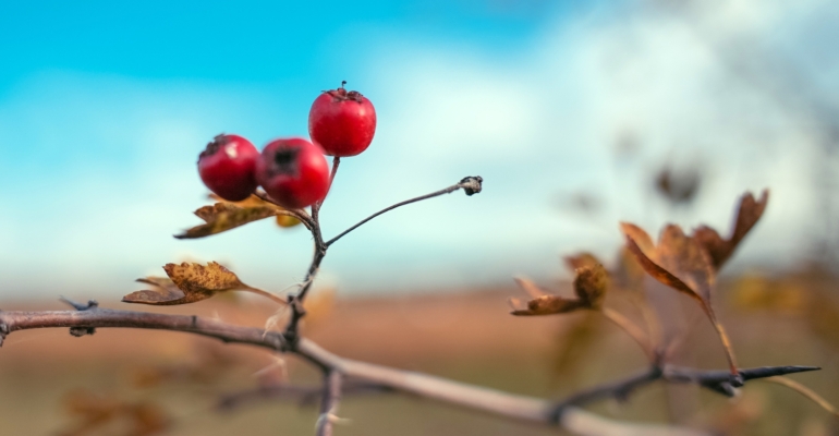 Шиповник — не просто чай, а сильное природное средство и есть нюансы